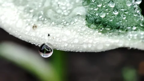 Drop of Water Stock Footage 165588698