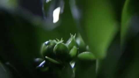 Drop of water Stock Footage 301310041