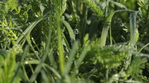 A Drop Of Water On A Grass    Stock Footage 49842661