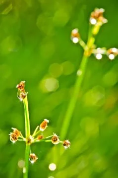 Drop water on grass 库存照片