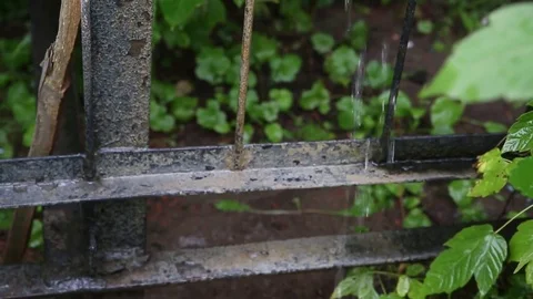 Drop of water on Green leaf after rain Stock-Footage 72706107
