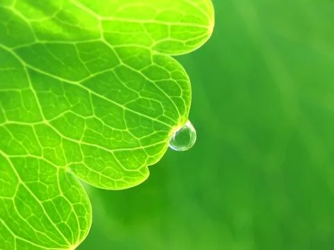 Drop of water on a green leaf Stock Illustration