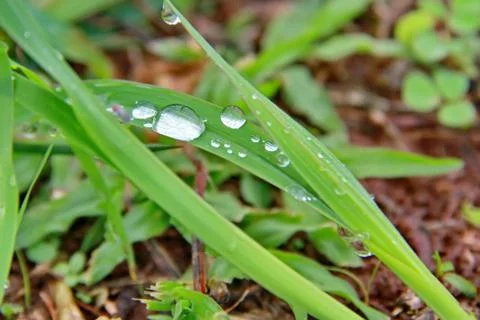 Drop of water on green leaf Stock Photos