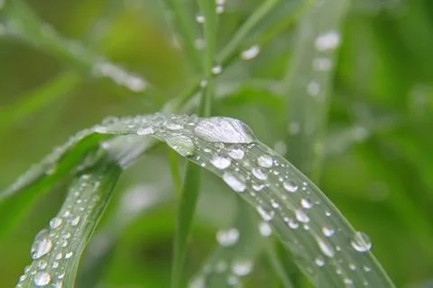 Drop of water on green leaf Stock Photos