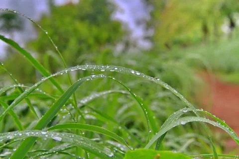 Drop of water on green leaf Stock Photos