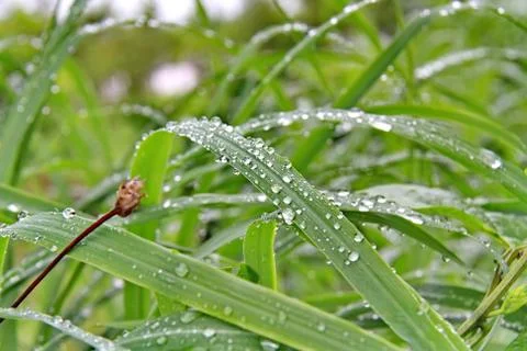 Drop of water on the green leaf Stock Photos
