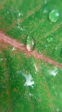 Drop of water on green leaf Stock Photos