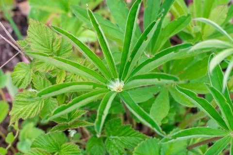 A drop of water on green leaf in the shape of a star after rain under the sun Stock Photos
