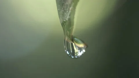 Drop of water hanging on leaf and falling macro shot Stock Footage 136658219