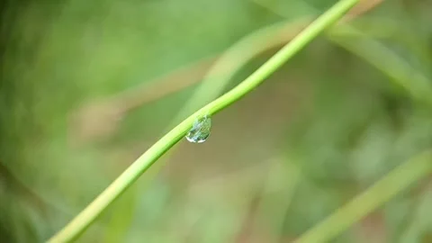A drop of water hanging under a tree branch and slowly swaying 動画素材 287605060