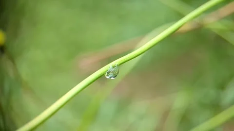 A drop of water hanging under a tree branch and slowly swaying 動画素材 287605346