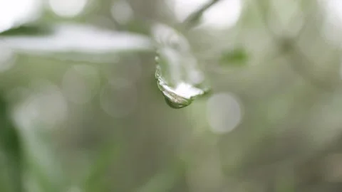 A drop of water holding onto the tip of a blurred leaf with beautiful bokeh Stock Footage 248330710