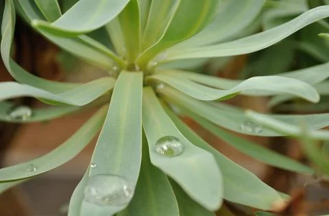 Drop of water jumps into the void from the leaf Foto stock