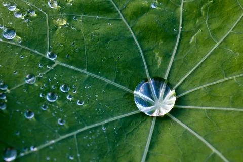 Drop of water on a large leaf Stock Photos