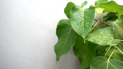 Drop of water on the leaf Video stock 146250152