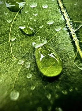 A drop of water on a leaf. Macro Stock Photos