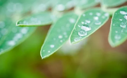 Drop of water on leaf Stock Photos