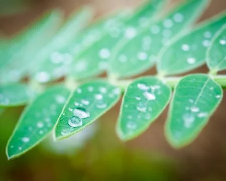 Drop of water on leaf Stock Photos