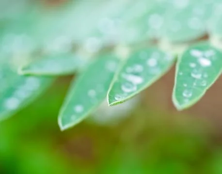 Drop of water on leaf Stock Photos