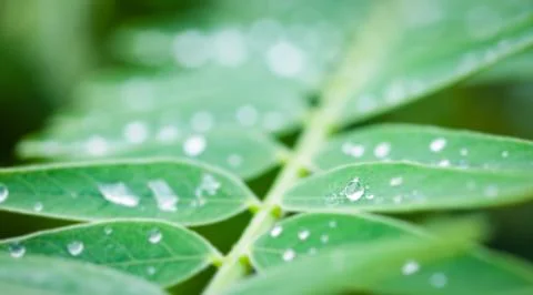 Drop of water on leaf Stock Photos