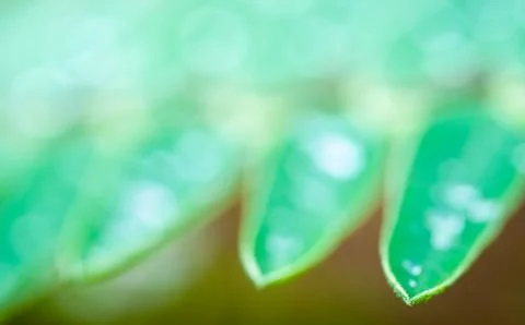 Drop of water on leaf Stock Photos