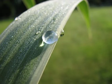 Drop of water in a leaf Stock Photos