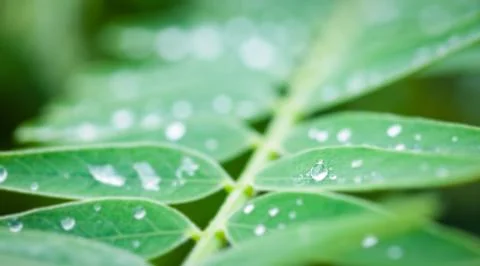 Drop of water on leaf Foto stock