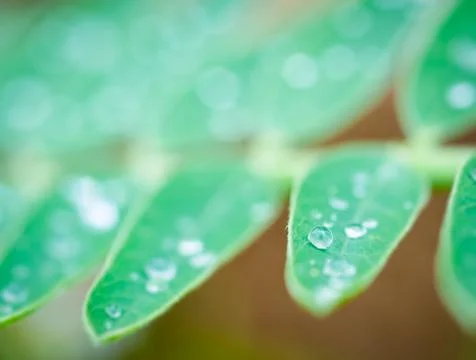 Drop of water on leaf Stock Photos