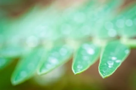 Drop of water on leaf Stock Photos