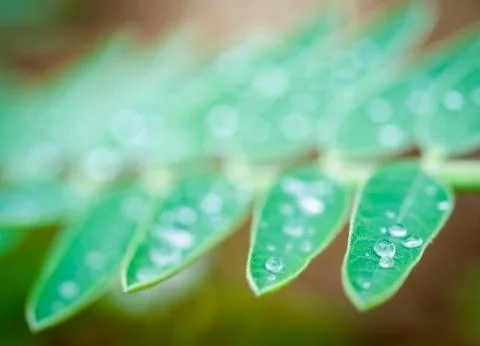 Drop of water on leaf Stock Photos