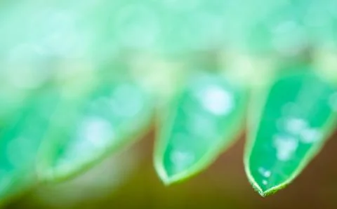 Drop of water on leaf Stock Photos
