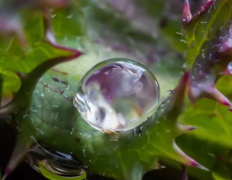 A drop of water on a leaf Stock Photos