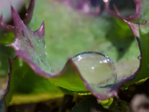 A drop of water on a leaf Stock Photos