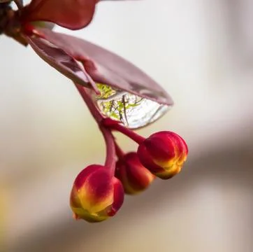 A drop of water on a leaf Foto stock