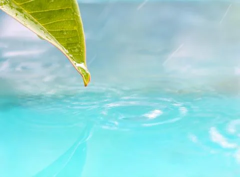 Drop of water from leaf. Stock Photos