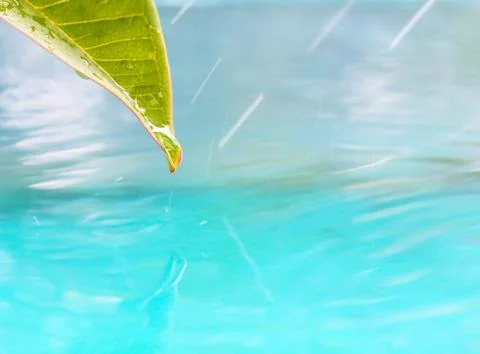 Drop of water from leaf. Stock Photos