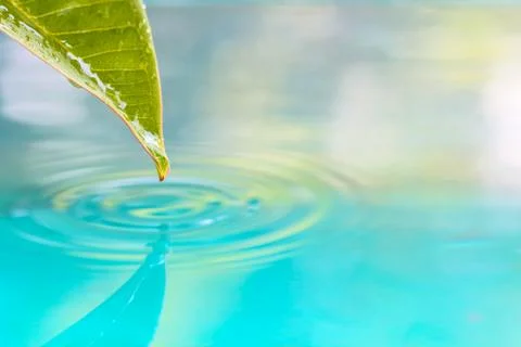 Drop of water from leaf. Stock Photos