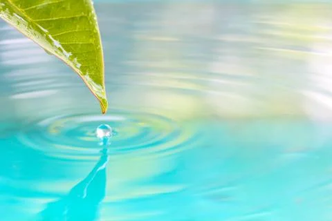 Drop of water from leaf. Stock Photos