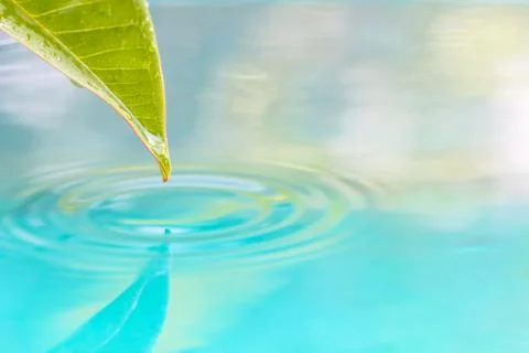 Drop of water from leaf. Stock Photos