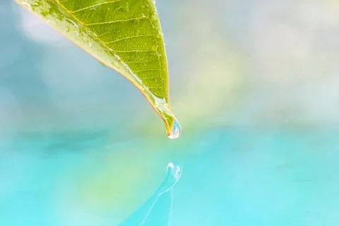 Drop of water from leaf. Stock Photos