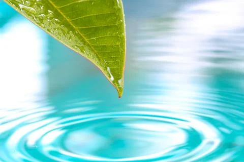 Drop of water from leaf. Stock Photos
