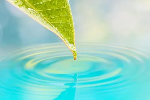 Drop of water from leaf. Stock Photos