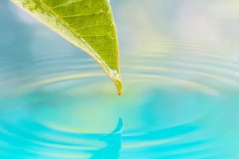 Drop of water from leaf. Stock Photos