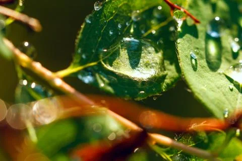 Drop of water on a leaf Stock Photos