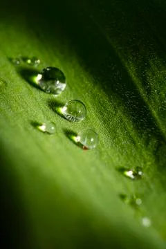 Drop of water on a leaf Stock-Fotos