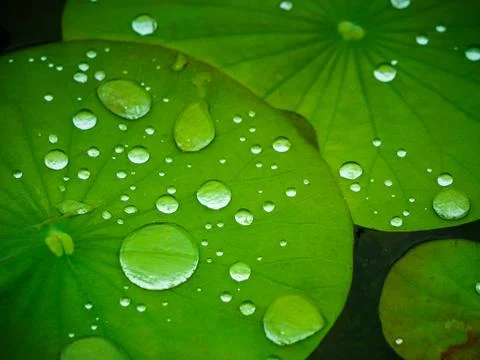 Drop water in leaf Stock Photos