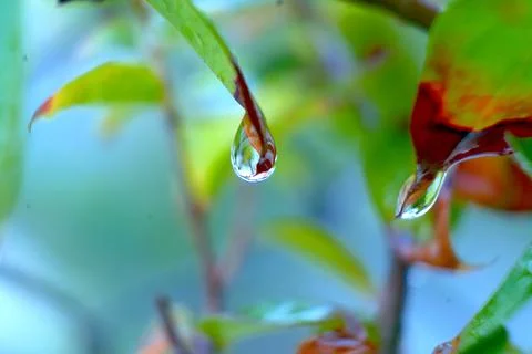 A drop of water on a leaf Stock Photos