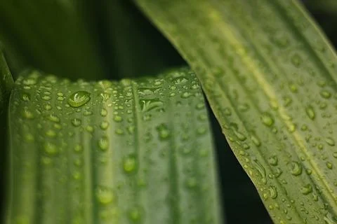 Drop Of Water On Leaf Stock Photos