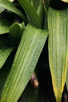 Drop Of Water On Leaf Stock Photos