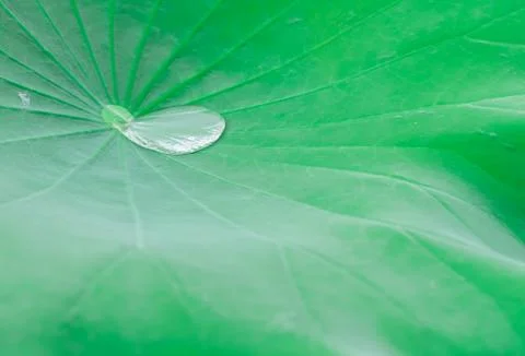 Drop of water on a lotus leaf background, green nature blackground Stock Photos